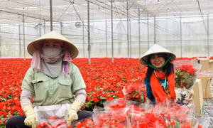 Nhiều hoạt động mới lạ, hấp dẫn tại Festival Hoa Đà Lạt năm 2024