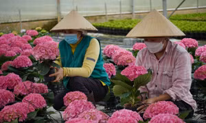 Các nhà vườn phía Nam tất bật vào vụ Tết
