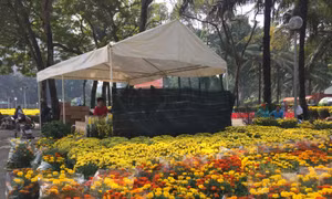 TP Hồ Chí Minh: Đồng loạt mở cửa các chợ hoa phục vụ Tết Kỷ Hợi 2019