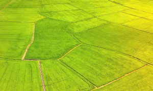 TP Hồ Chí Minh: Du khách đổ về cánh đồng lúa An Nhứt săn ảnh đẹp
