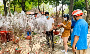Các chợ hoa Tết mở cửa phục vụ người dân mua sắm tại TP Hồ Chí Minh