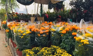 Nhộn nhịp cây cảnh, hoa Tết tại bến Bình Đông