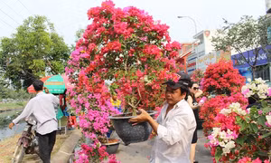 Hoa Tết đã ngập phố phường, hoa lan, hoa mai vẫn 'nổi trội' nhất