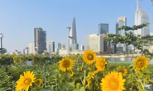 TP Hồ Chí Minh: Trồng thêm 20.000 cây hoa hướng dương tại công viên bờ sông Sài Gòn