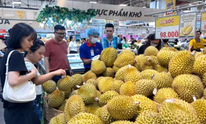 Sầu riêng rớt giá, roi lên ngôi