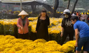 Thành phố Hồ Chí Minh 'ngập' sắc màu khi các chợ hoa bắt đầu mở bán