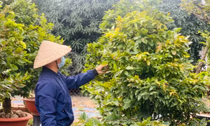 Thị trường mai Tết TP Hồ Chí Minh 'nín thở' chờ sức mua tăng