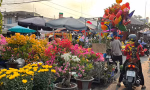 TP Hồ Chí Minh: Người dân tất bật đi mua hoa, cây kiểng trong 30 Tết