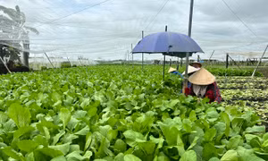 Thúc đẩy phát triển nông nghiệp xanh bền vững tại Việt Nam
