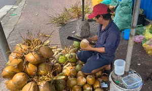 Giá dừa tăng mạnh theo sức nóng thị trường xuất khẩu