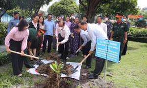 TP Hồ Chí Minh trồng cây bàng vuông do huyện đảo Trường Sa gửi tặng 