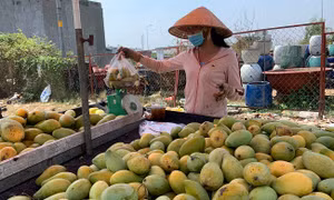 Dịch COVID-19 đẩy giá xoài giảm 50-70%