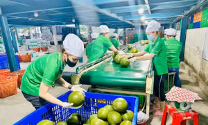 Doanh nghiệp Việt tìm lối vào EU qua chuẩn ESG