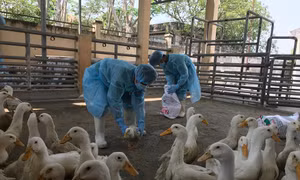 Ngăn chặn kịp thời 900 con vịt bị nhiễm vi rút cúm gia cầm H5N6 chuẩn bị vào lò mổ 