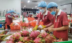 Hoàng Phát Fruit cam kết chia sẻ bản quyền giống thanh long ruột đỏ Long Định 1