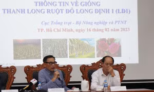 Cục Trồng trọt thông tin về bản quyền giống thanh long ruột đỏ Long Định 1