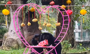 Cặp gấu ngựa Misa – Misi kỷ niệm 30 năm bên nhau dịp Valentine 14/2