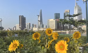 Công viên bờ sông Sài Gòn sẽ thu hẹp vườn hoa hướng dương