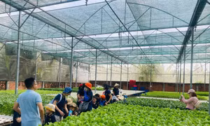 Nông nghiệp xanh mở lối hút khách về với vùng quê TP Hồ Chí Minh