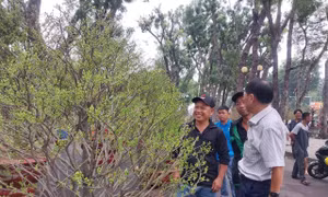 TP Hồ Chí Minh: Các chợ hoa Tết hút khách mua với giá khá 'mềm'