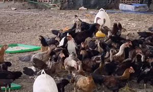 Ngành chăn nuôi Đồng Nai hướng đến phát triển bền vững