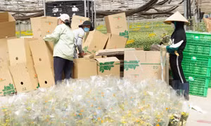 Hoa Tết 2022 tăng giá vì diện tích trồng giảm tại các tỉnh phía Nam