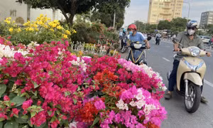 TP Hồ Chí Minh: Hoa Tết ùn ùn xuống phố 'ngóng' người mua