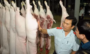 Trắng đêm ngăn chặn, phòng chống dịch tả lợn châu Phi