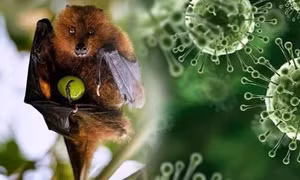 Ấn Độ ghi nhận ca tử vong do virus Nipah