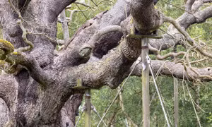 Nắng nóng cực đoan đe dọa những cây cổ thụ nổi tiếng và lâu đời nhất châu Âu