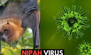 WHO xác nhận ca tử vong do virus Nipah ở Bangladesh
