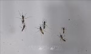 TP Hồ Chí Minh: Cần giám sát chặt chẽ đối với bệnh do virus Chikungunya