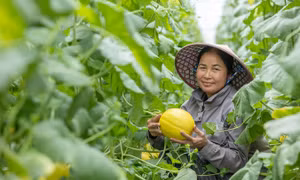 Nâng cao năng lực kinh doanh trực tuyến cho doanh nghiệp do phụ nữ làm chủ