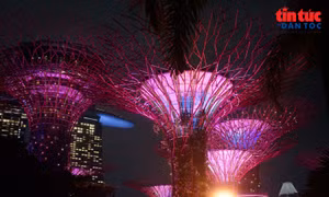 Đêm rực rỡ dưới những ‘siêu cây khổng lồ' ở Singapore
