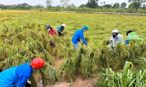 Thanh niên Thủ đô cùng lực lượng chức năng khắc phục hậu quả cơn bão Yagi