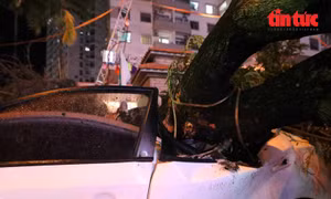 Hà Nội: Mưa kèm gió lớn khiến cây đổ đè lên nhiều ô tô