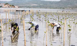 Dựng lại 'vành đai xanh' ở Nam Trung Bộ - Bài 2: Hồi sinh rừng ngập mặn