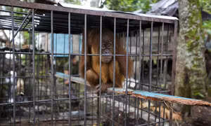 Sáng kiến #endwildlifecrime có mục tiêu loại trừ vĩnh viễn tội phạm đối với động vật hoang dã