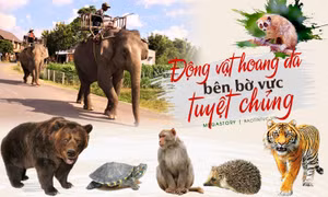 Động vật hoang dã bên bờ vực tuyệt chủng