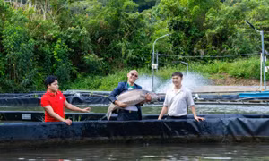 Cá tầm Beluga 50kg gây chú ý tại MM Mega Market Đà Nẵng