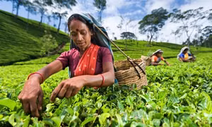 Đấu thầu mua, bán chè ở Sri Lanka được thực hiện trên sàn giao dịch điện tử nhờ công nghệ của Microsoft