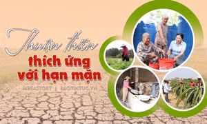 Thuận thiên thích ứng với hạn mặn