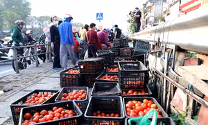 Người Hà Nội 'đội nắng' giải cứu nông sản Hải Dương