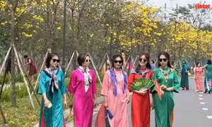 Người dân Hà thành xúng xính áo dài check in cung đường hoa phong linh vàng rực rỡ