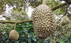 Cảnh báo tăng diện tích sầu riêng ồ ạt
