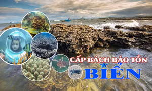 Cấp bách bảo tồn biển