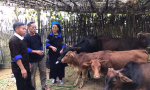 Chủ trương của Đảng, ý nguyện của dân