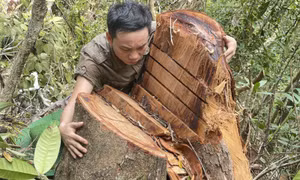 Xin để rừng nghiến hàng trăm tuổi Phìn Hồ được sống