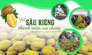 Để sầu riêng thành niềm vui chung