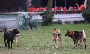 Nhức nhối vấn nạn chó thả rông
